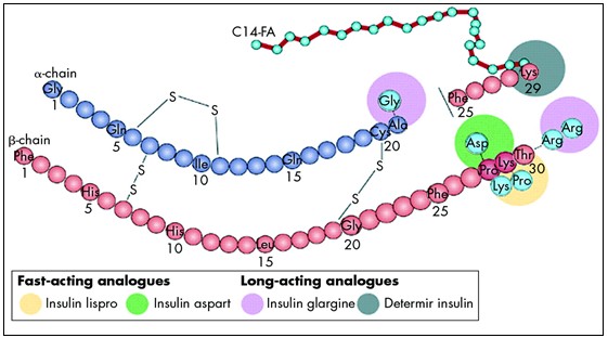 Structure of insulin and the site of actions of insulin analogues