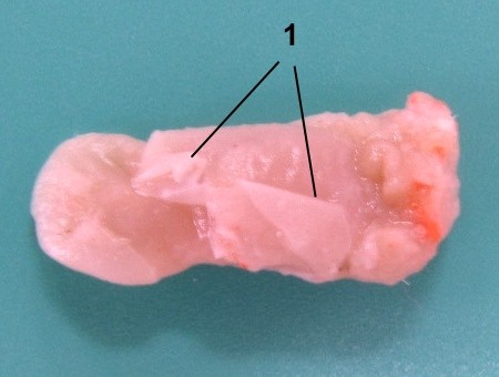 Rat tongue 24 hours after thermal burn (macroscopic material)