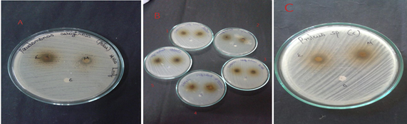 A- Pseudomonas sp ,B -1: Bacillus sp, 2- S. epidermis, 3- E.coli,4-Staphylococcus sp, 5- Klebsiella sp, 6- Proteus sp( leaf extract in ethanol and methanol solvent).