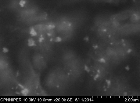 SEM images showing silver nanoparticles at 2.00 µm
