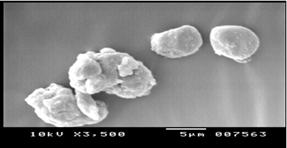 Fig: Scanning electron micrographs of xyloglucan microspheres 